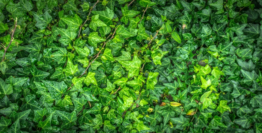 a bunch of green ivys growing on a wall, a mosaic, by Adam Marczyński, pexels, photorealistic texture, poison ivy, green floor, sycamore