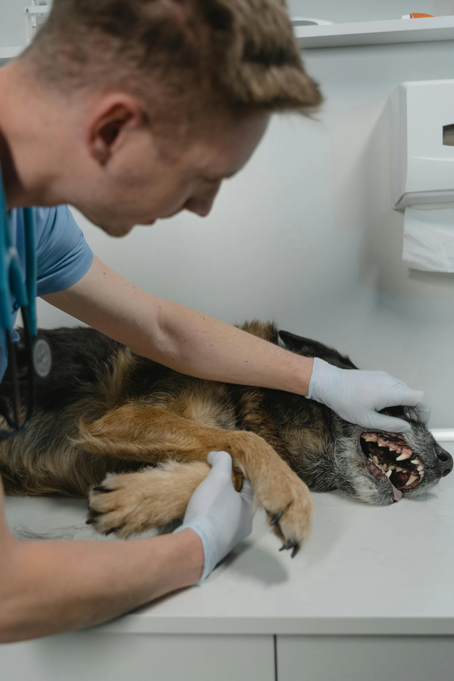 a dog is being examined by a vet, by Adam Marczyński, happening, drooling teeth bared, medium-shot, grey, ultrawide image