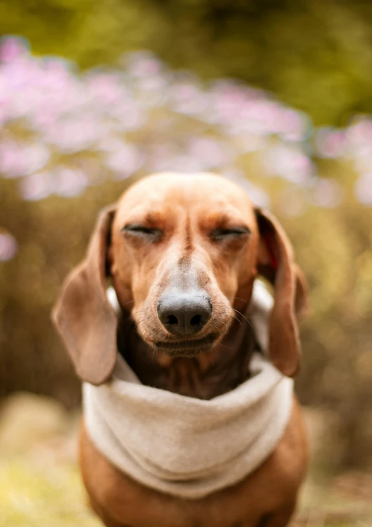 a close up of a dog wearing a bandana, an album cover, inspired by Elke Vogelsang, trending on unsplash, portrait of a dachshund, warm spring, looking tired, a bald