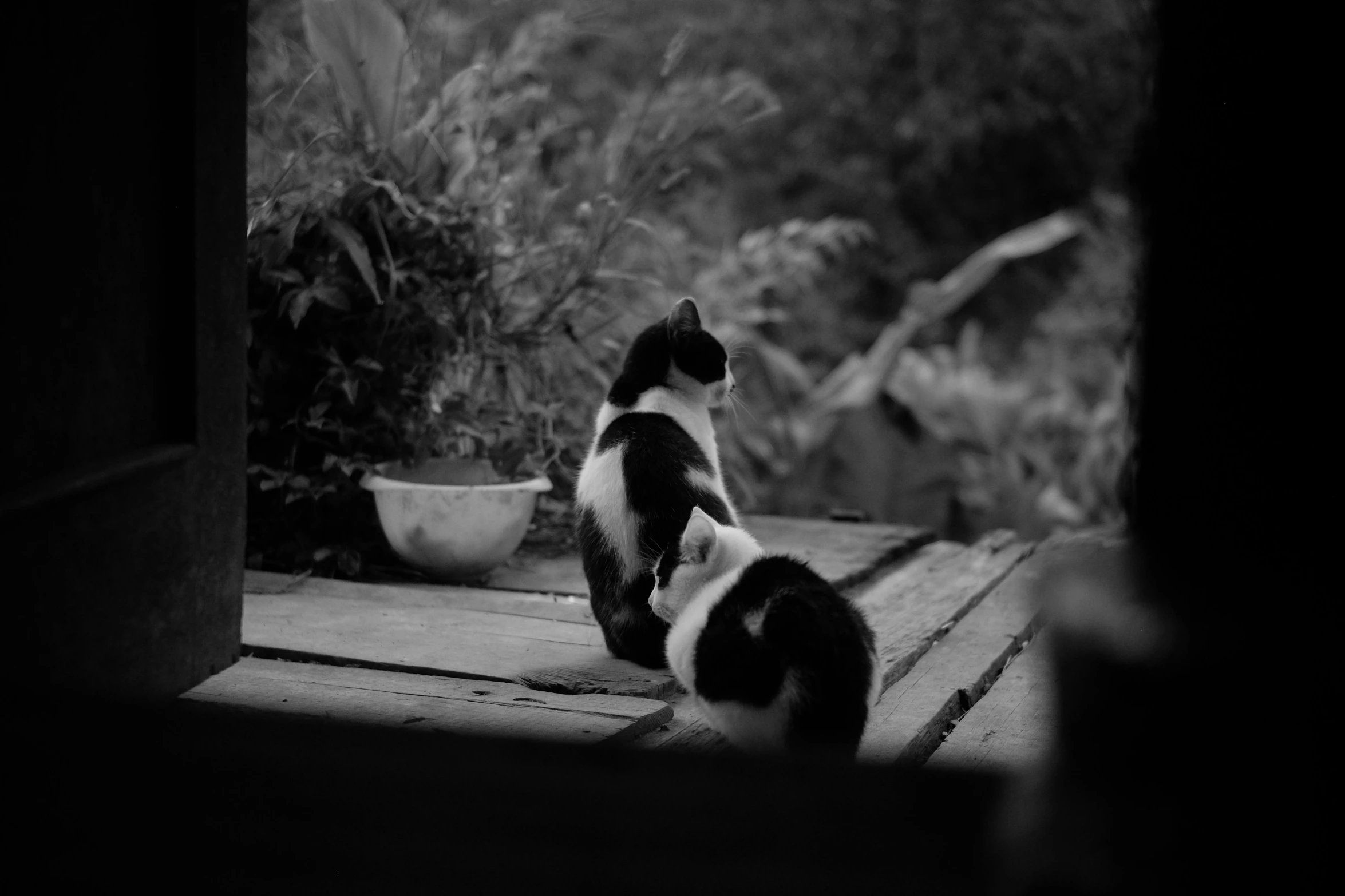 a black and white photo of two cats sitting on a porch, a black and white photo, unsplash, sumatraism, chill time. good view, nature photo, low iso, photographed from the back