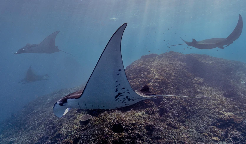 a group of manta rays swimming in the ocean, by Carey Morris, pexels contest winner, sumatraism, ultrawide cinematic, 8 k hi - res, with pterosaurs flying, great barrier reef