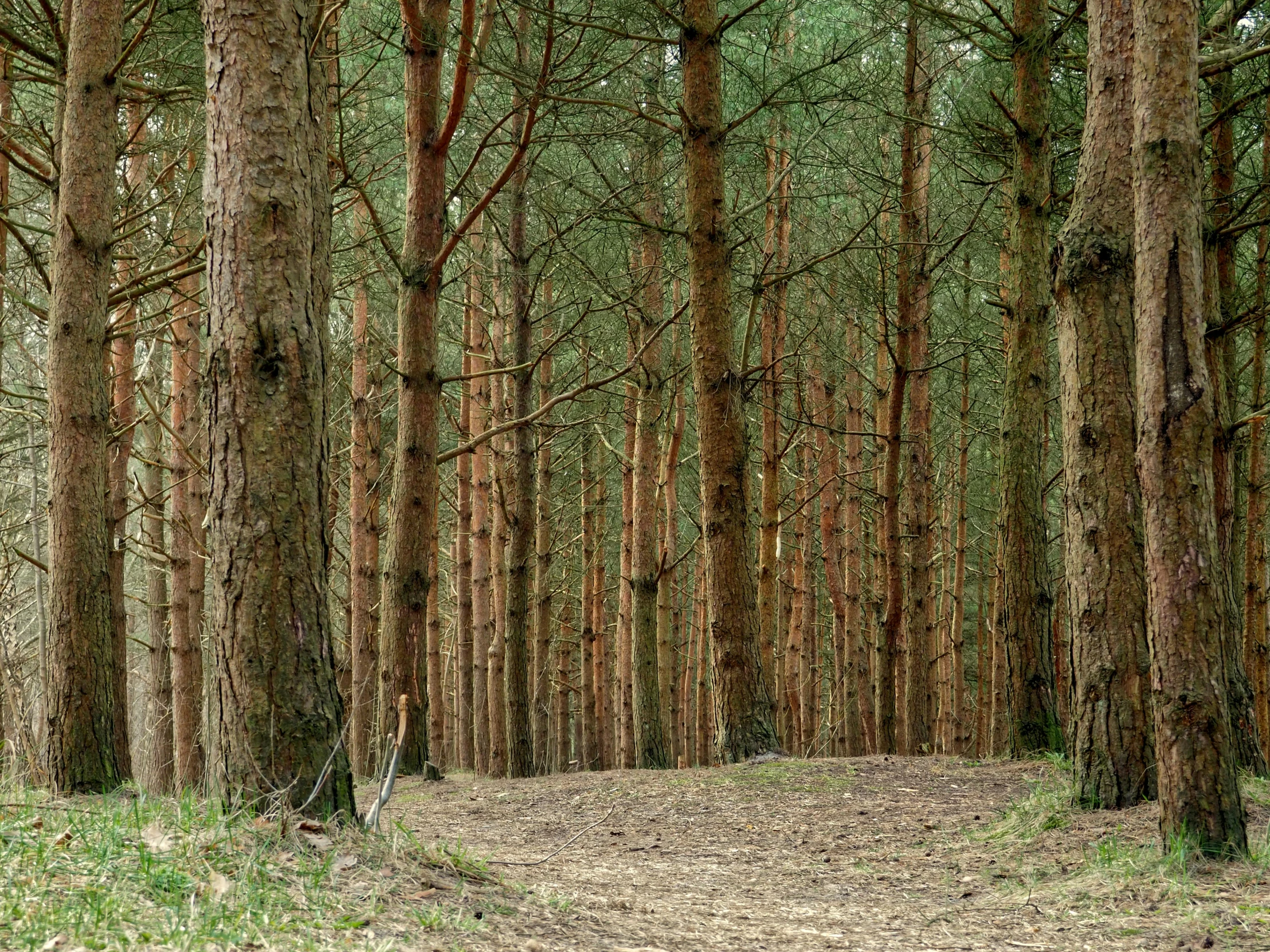 a red fire hydrant sitting in the middle of a forest, a photo, by Jesper Knudsen, unsplash, renaissance, huge tree trunks, pine wood, path through a dense forest, ((trees))