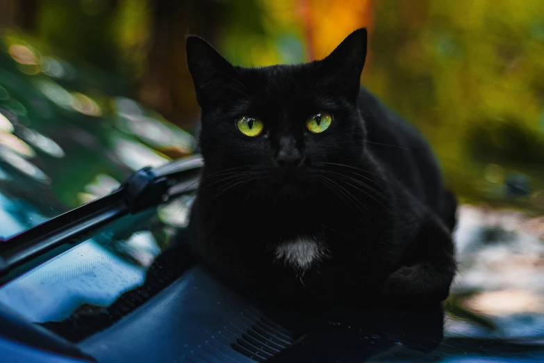 a black cat sitting on the hood of a car, by Julia Pishtar, pexels contest winner, dark green eyes, armored cat, avatar image, rectangle