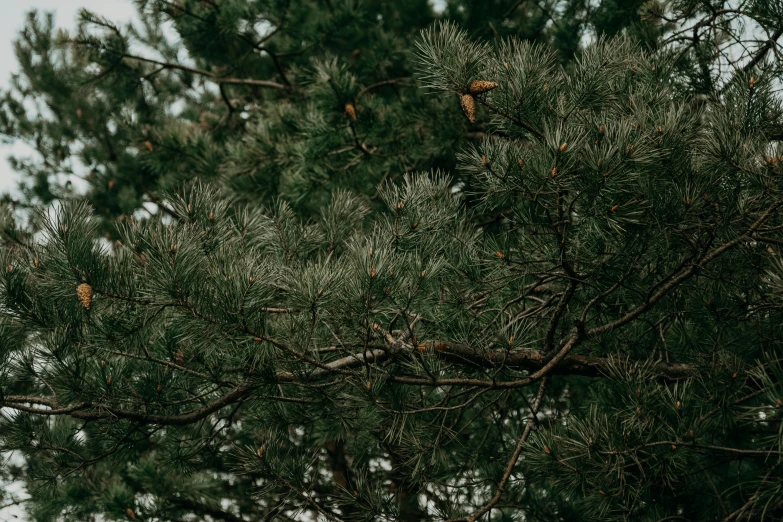 a couple of birds sitting on top of a tree, an album cover, inspired by Elsa Bleda, trending on pexels, hurufiyya, single pine, outdoor photo, background image, cinestill 800t 50mm eastmancolor