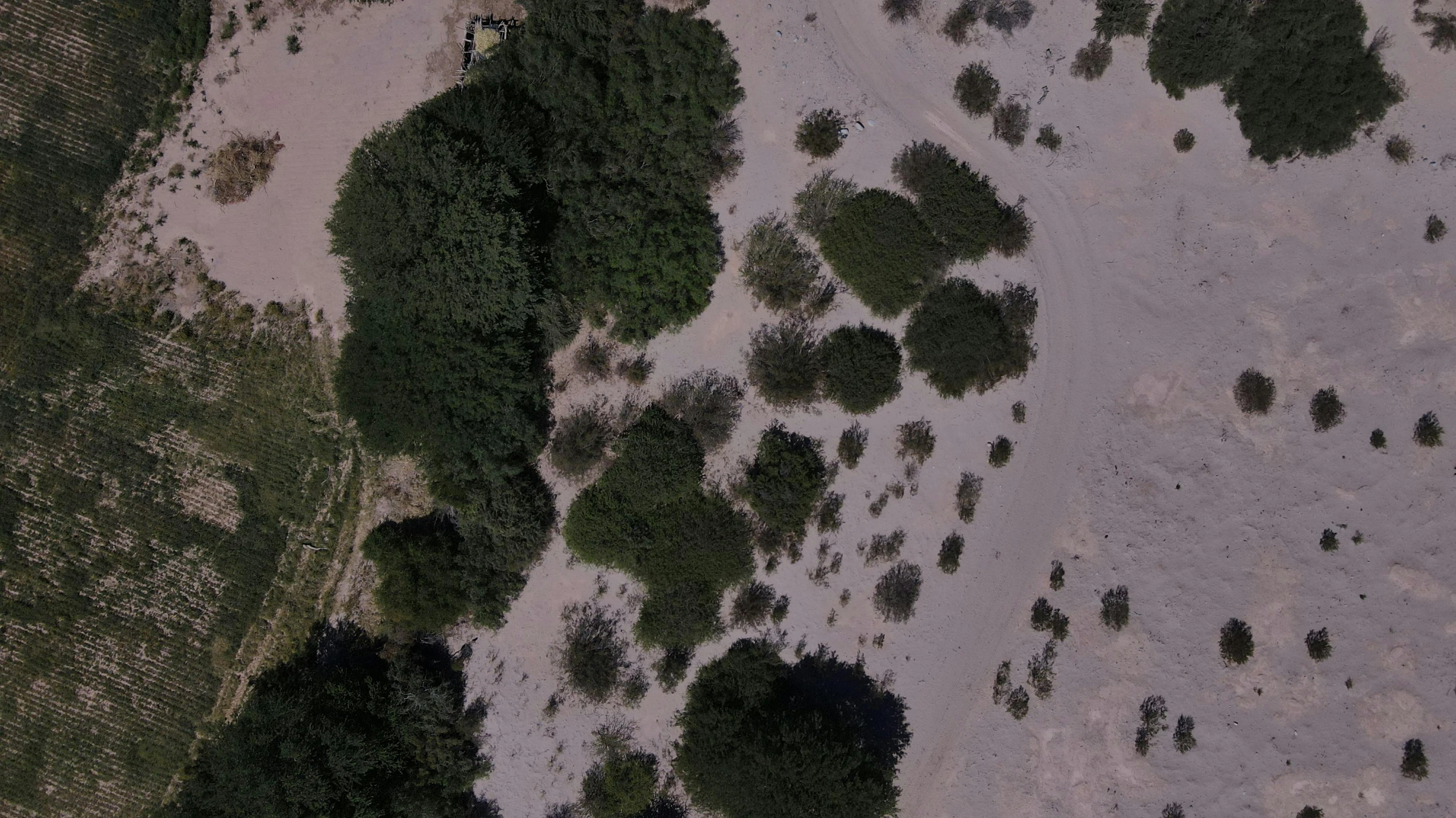 a bird's eye view of some trees and sand, large polygons, ground level shot, no shade, drones