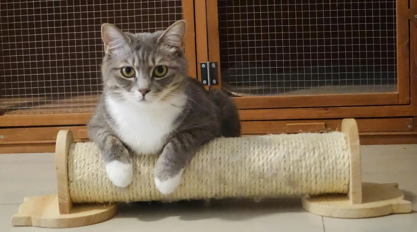 a gray and white cat sitting on top of a scratching post, by Fiona Stephenson, trending on reddit, mingei, softplay, sitting on a store shelf, on a wooden tray, very slightly smiling