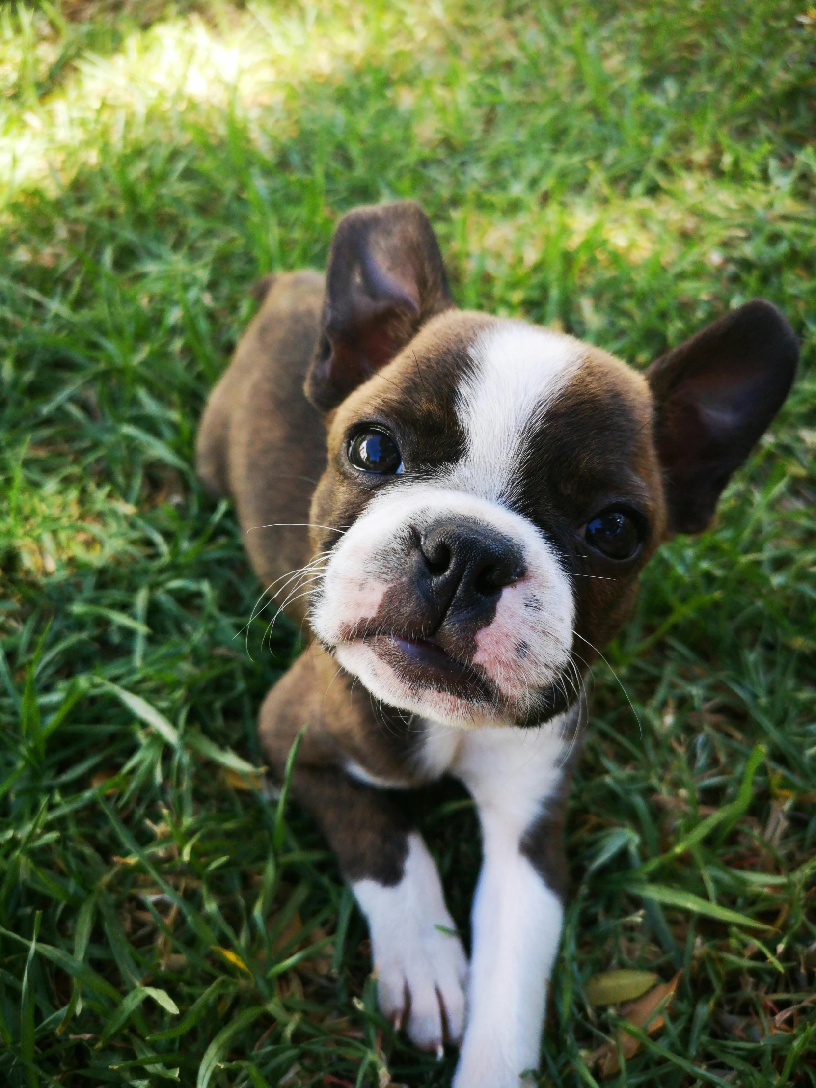 a small brown and white dog standing on top of a lush green field, laying down in the grass, instagram post, french bulldog, puppies