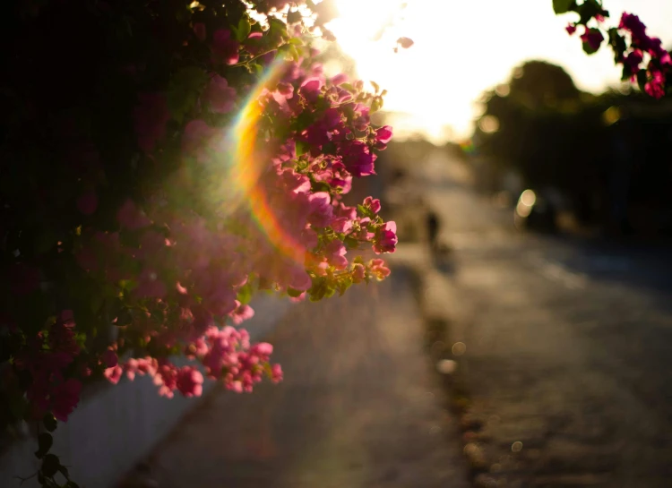 a person walking down a street next to a bunch of flowers, pexels contest winner, sun flairs, bougainvillea, refracted sunset lighting, flickr explore 5 0 mm