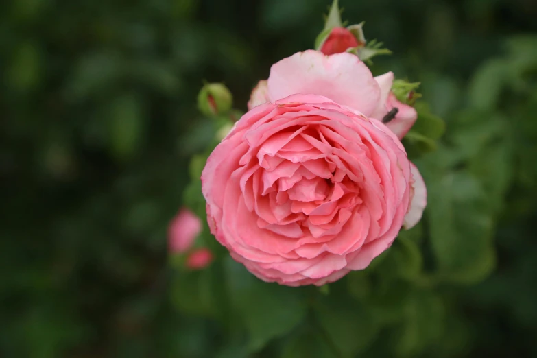 a pink rose is blooming in a garden, inspired by Barbara Nasmyth, unsplash, mint, museum quality photo, close up front view, exterior shot