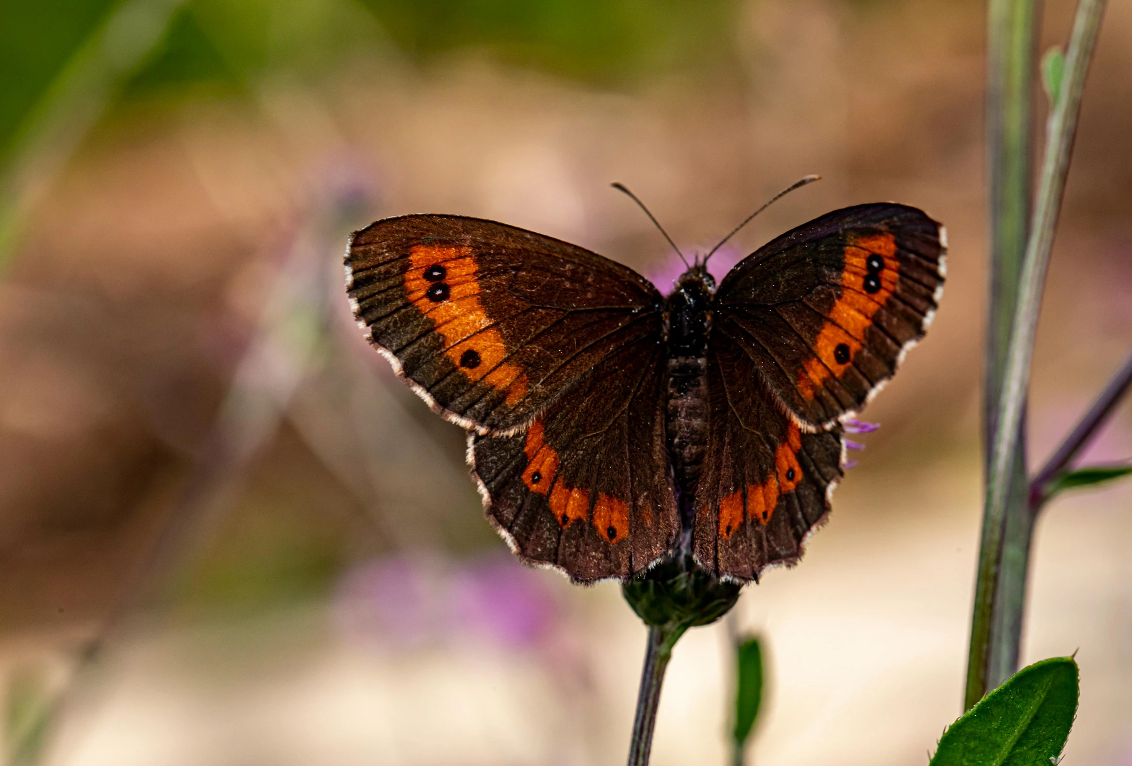a close up of a butterfly on a flower, pexels contest winner, renaissance, black and terracotta, doing a sassy pose, brown, high resolution photo