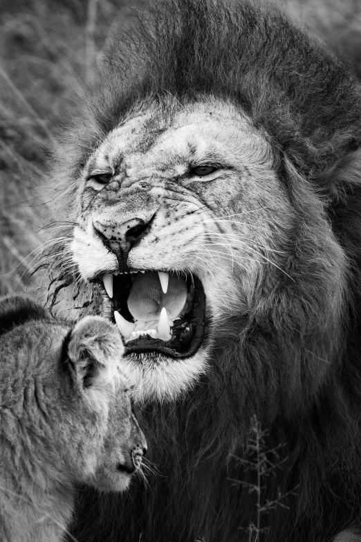 a couple of lions standing next to each other, a black and white photo, by Juergen von Huendeberg, fine art, saturn devouring his son, kiss mouth to mouth, sharp fangs and tusks, close-up fight