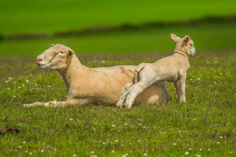 a couple of sheep laying on top of a lush green field, by Jan Tengnagel, shutterstock contest winner, maternal, pallid skin, calf, australian