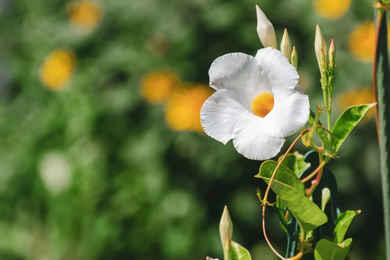 a white flower sitting on top of a green plant, by Carey Morris, unsplash, hurufiyya, morning glory flowers, white and yellow scheme, no cropping, angel's trumpet