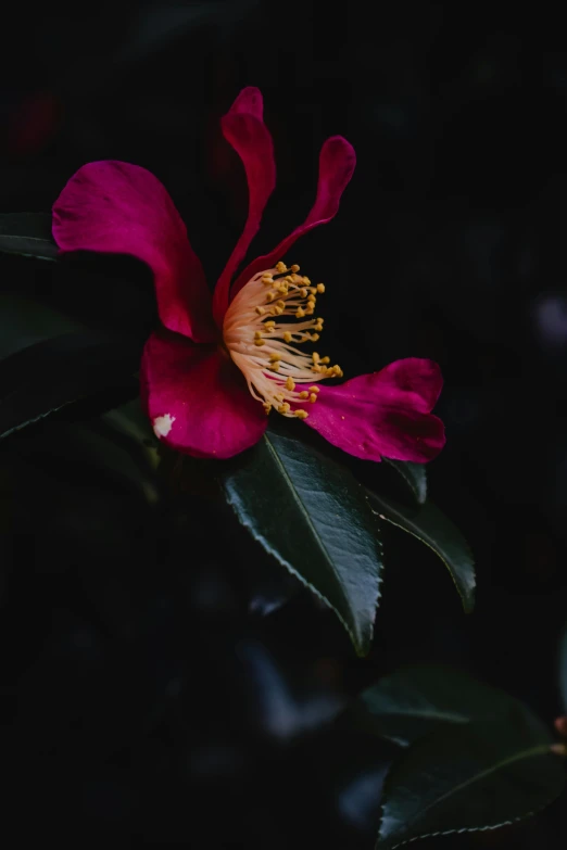 a close up of a flower on a plant, unsplash contest winner, baroque, tiny crimson petals falling, myrtle, with a black background, no cropping