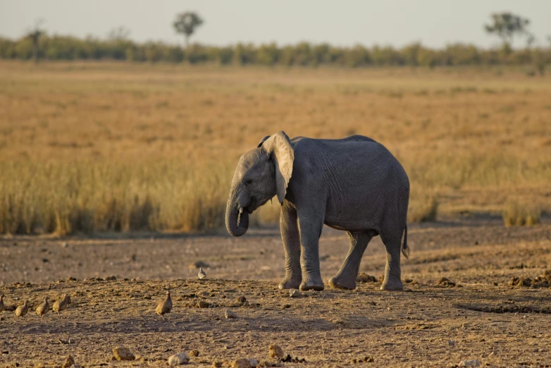 a baby elephant walking across a dry grass field, by Jan Tengnagel, hurufiyya, fan favorite, brown, travel, summer evening