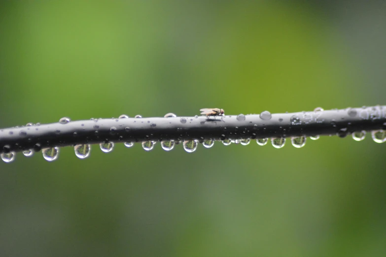 a bug that is sitting on a twig, a macro photograph, by Adam Manyoki, unsplash, minimalism, raindrops, waterline refractions, strings, stacked image