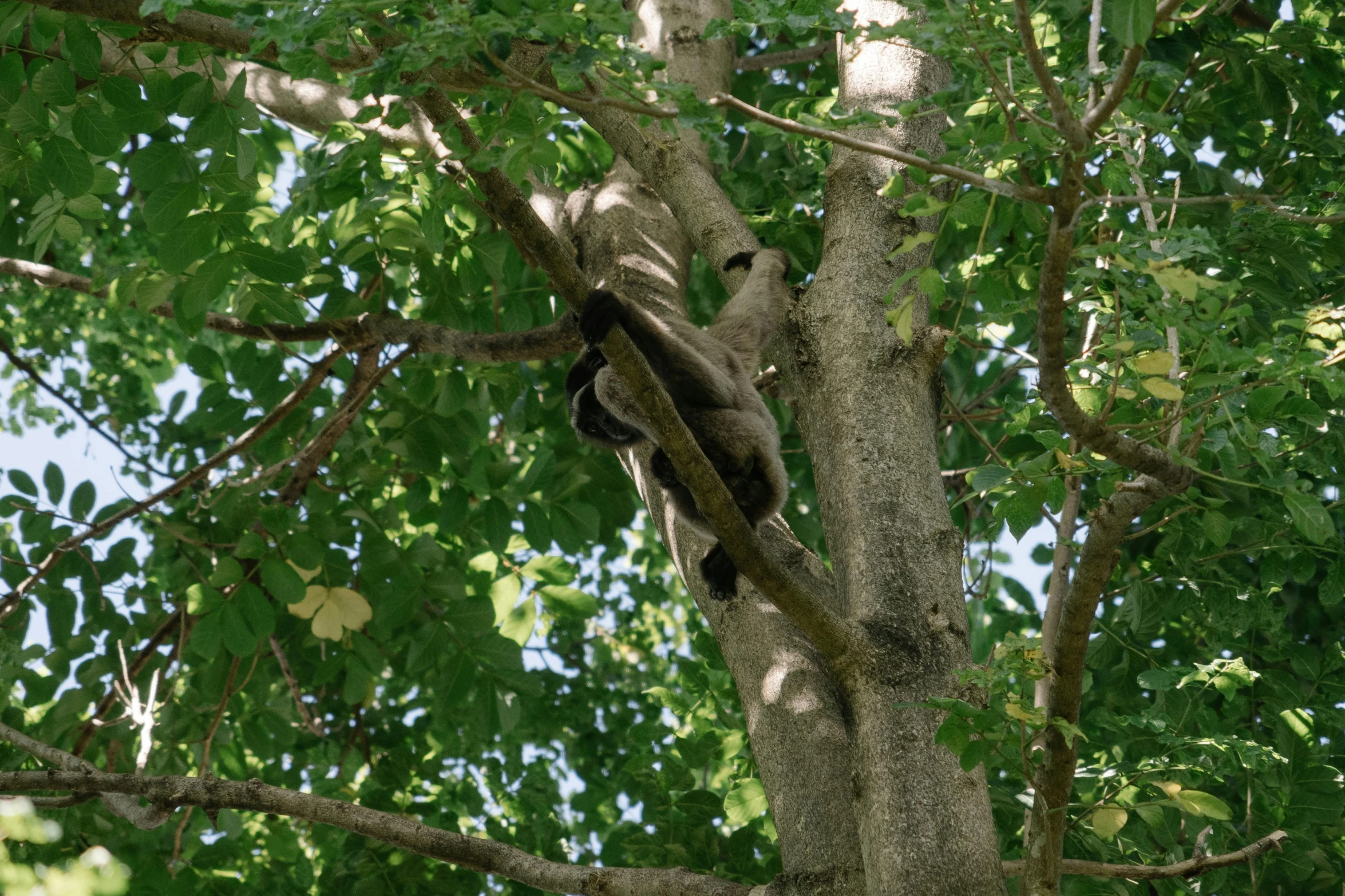 a bird that is sitting in a tree, tamandua, view from ground, jen atkin, acrobatic