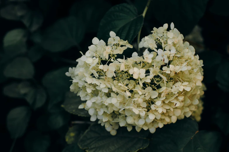 a close up of a bunch of white flowers, unsplash, hydrangea, instagram post, dimly lit, high quality photo