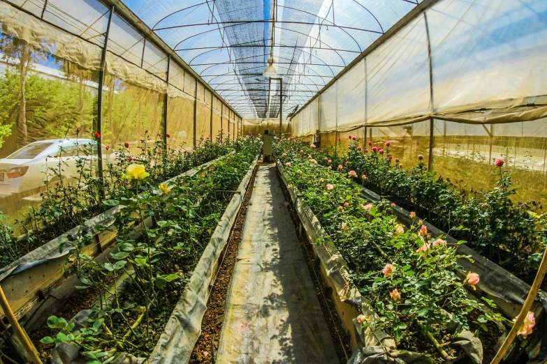 a greenhouse filled with lots of plants and flowers, cyprus, in a row, taken on go pro hero8, lined in cotton