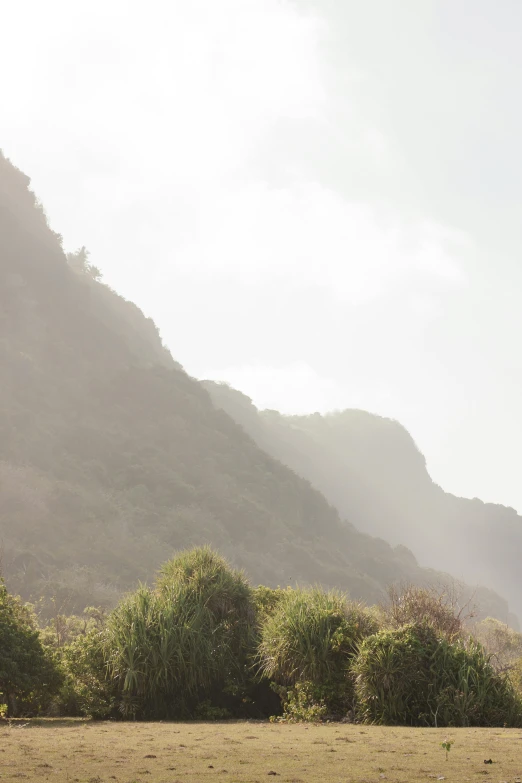 a herd of cattle standing on top of a lush green field, a picture, unsplash, minimalism, reunion island landscape, soft light misty, coastal cliffs, hill with trees