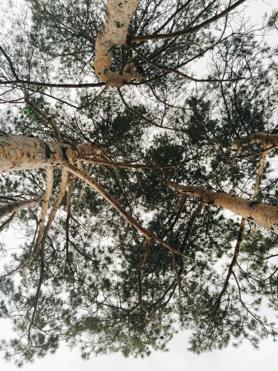 a group of tall trees standing next to each other, inspired by Thomas Struth, unsplash, overhead canopy, highly detailed # no filter, ((trees)), view from ground