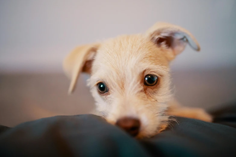 a small white dog laying on top of a bed, trending on unsplash, baggy eyes, ears, retro stylised, puppy