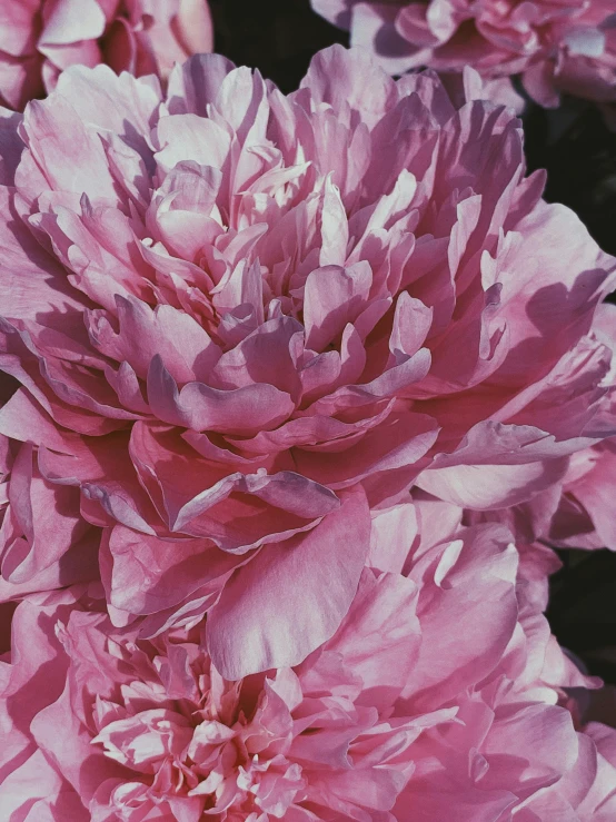 a close up of a bunch of pink flowers, a photorealistic painting, unsplash, hyperrealism, 4 k photo autochrome, peony, detailed color scan”, (flowers)