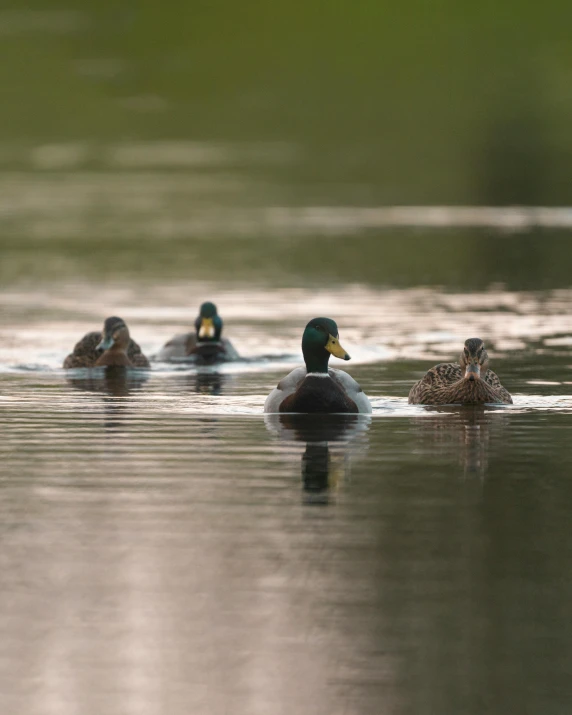 a group of ducks floating on top of a lake, in the water