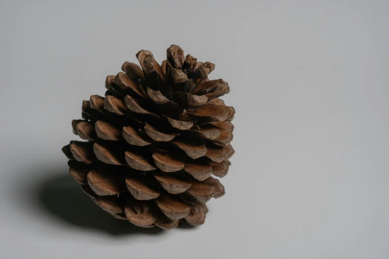 a close up of a pine cone on a table, an album cover, unsplash, hyperrealism, on a gray background, high detail photo, modeled, wooden decoration