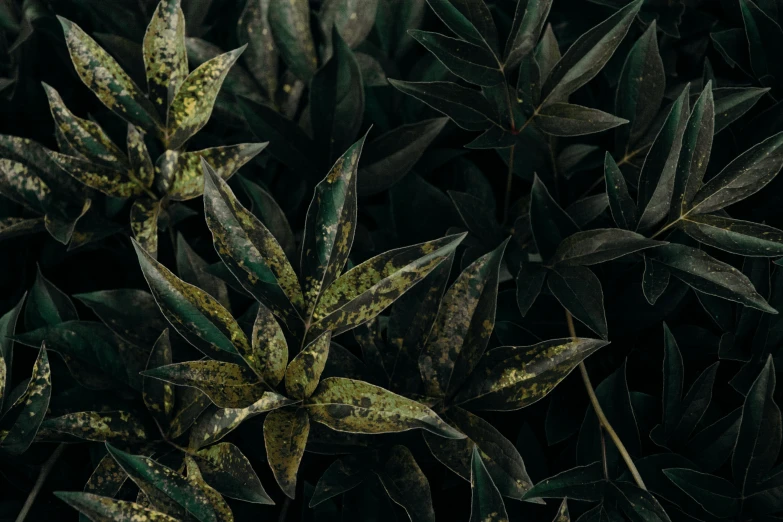 a close up of a plant with green leaves, trending on pexels, australian tonalism, carbon black and antique gold, background image, alessio albi, lush garden leaves and flowers