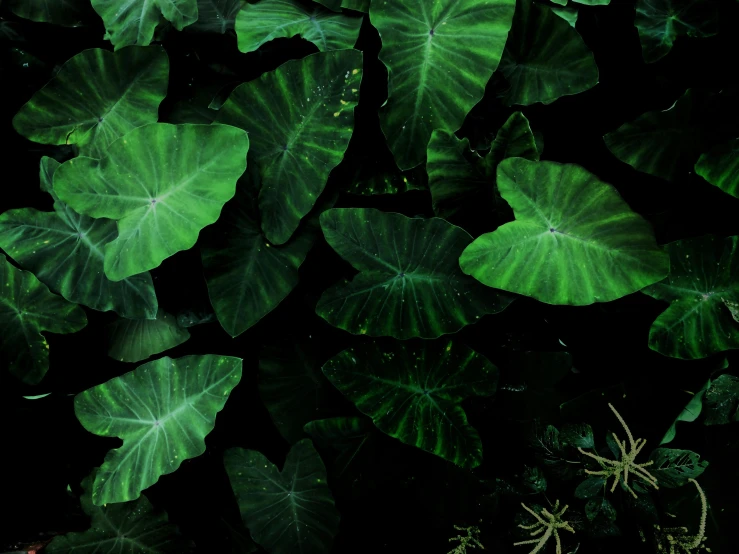 a bunch of green leaves sitting on top of a lush green field, inspired by Elsa Bleda, pexels contest winner, hurufiyya, in a deep lush jungle at night, sustainable materials, on a black background, alien plants and animals