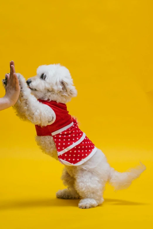 a small white dog standing on its hind legs, by Gavin Hamilton, shutterstock contest winner, pop art, wearing red and yellow clothes, reaching out to each other, polka dot, red vest