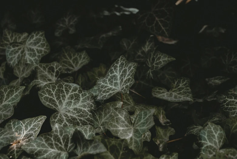 a close up of a bunch of leaves, inspired by Elsa Bleda, pexels contest winner, overgrown ivy plants, dark flower pattern wallpaper, low quality photo, greenish skin