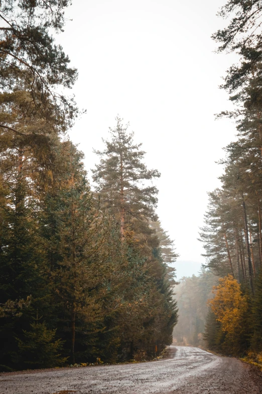 a dirt road in the middle of a forest, a picture, unsplash, baroque, 2 5 6 x 2 5 6 pixels, ((trees))