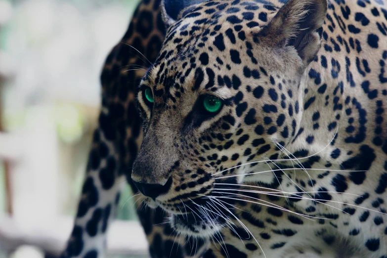 a close up of a leopard with green eyes, pexels contest winner, mayan, avatar image, 2000s photo, serious business