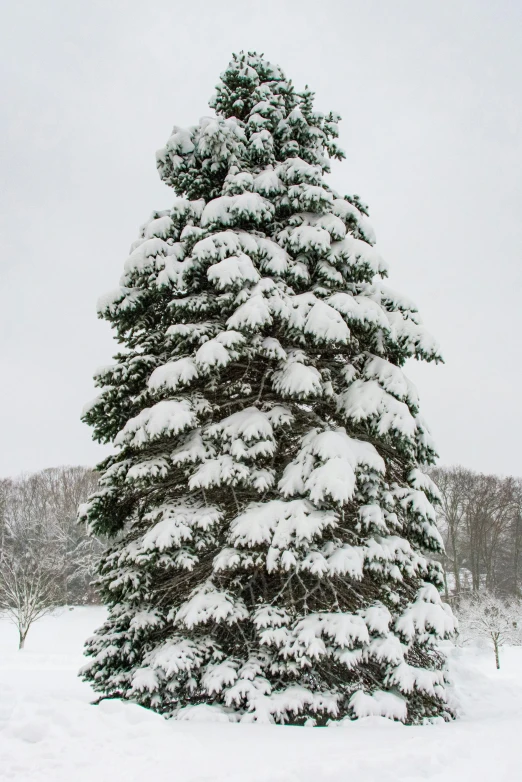 a pine tree covered in snow on a snowy day, inspired by Edward Willis Redfield, flickr, renaissance, seen from outside, a gigantic, hooded, sk