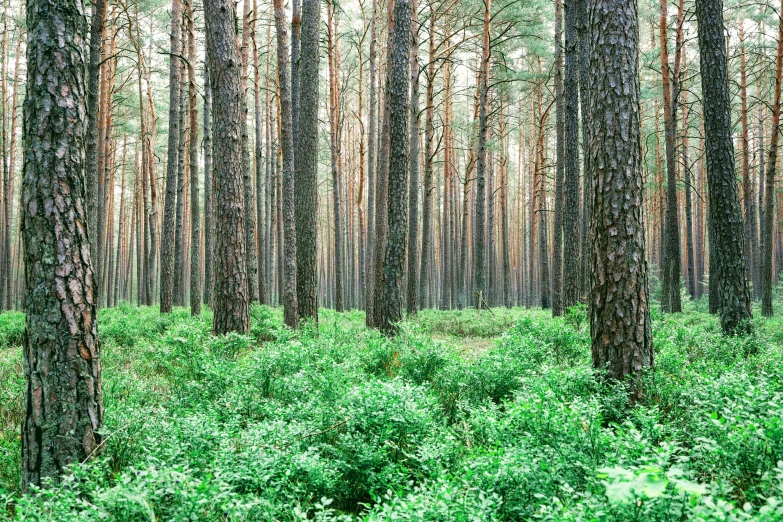 a forest filled with lots of tall trees, taken on a 2000s camera, dezeen, ((trees))