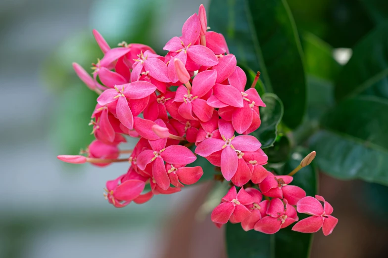 a close up of a bunch of pink flowers, by Gwen Barnard, hurufiyya, tropical houseplants, bright red, no cropping, jasmine