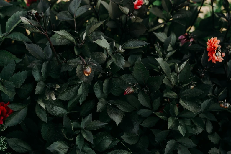 a bunch of flowers sitting on top of a lush green field, inspired by Elsa Bleda, pexels contest winner, hurufiyya, black-crimson color scheme, bushes and leafs, shy beetles, dark black porcelain skin