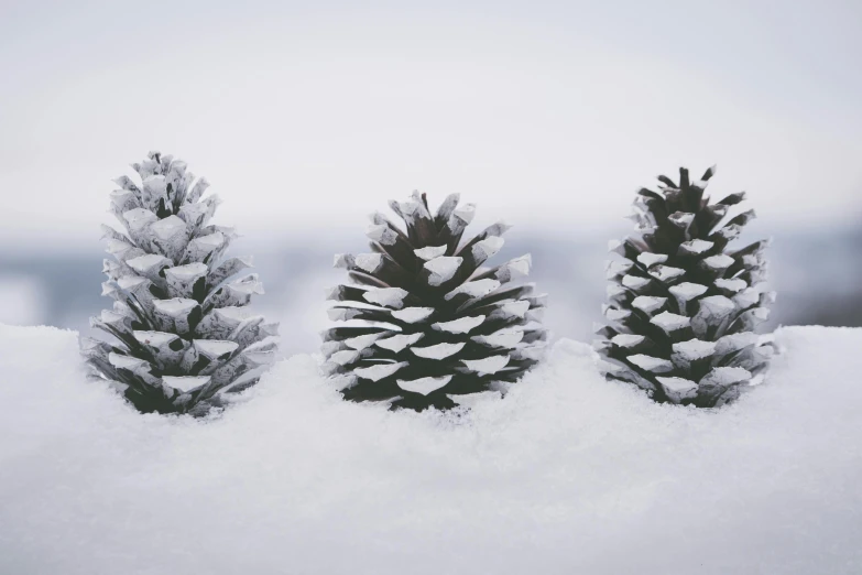 three pine cones sitting on top of snow covered ground, unsplash contest winner, cone shaped, black fir, in a row, press shot