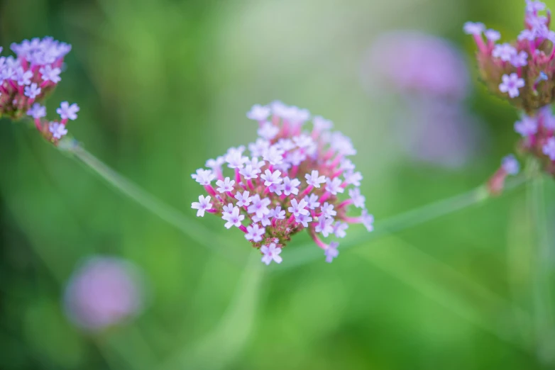 a bunch of purple flowers sitting on top of a lush green field, a macro photograph, by Joseph Severn, unsplash, pink white turquoise, tiny stars, fine simple delicate structure, verbena