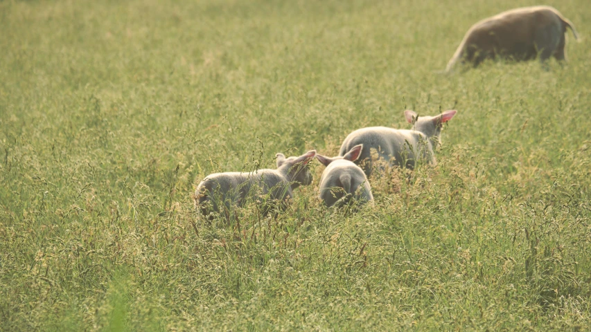 a herd of sheep standing on top of a lush green field, laying on their back, eating, hairless, warmly lit