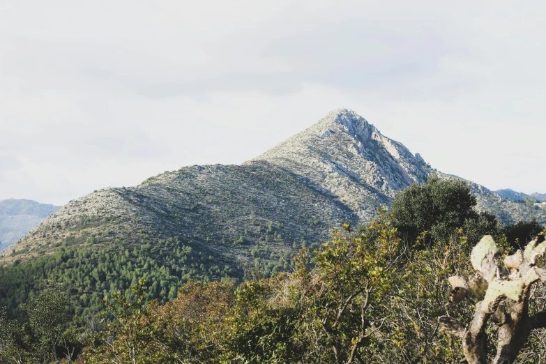 a giraffe standing on top of a lush green hillside, a picture, unsplash, les nabis, traditional corsican, “ aerial view of a mountain, grey, new mexico