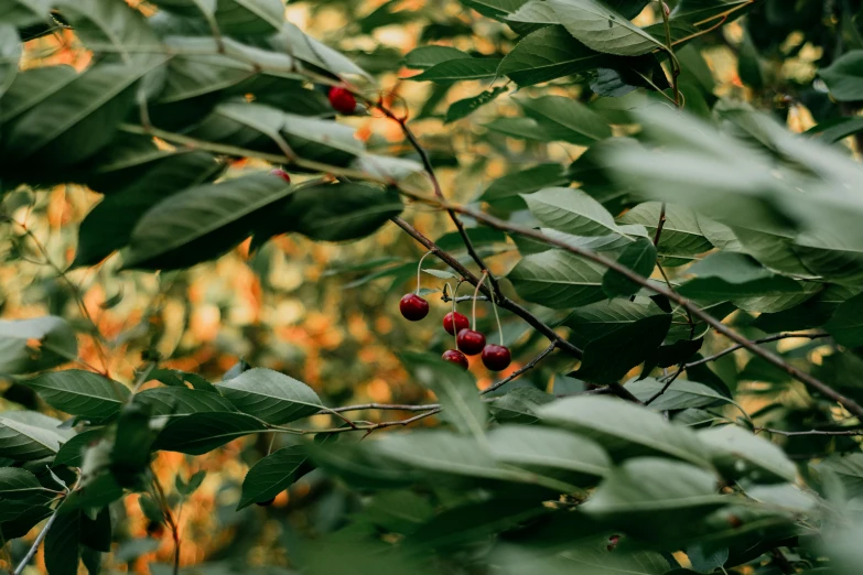 a close up of a bunch of berries on a tree, a picture, inspired by Elsa Bleda, trending on pexels, lush forest foliage, background image, cherry trees, high quality product image”