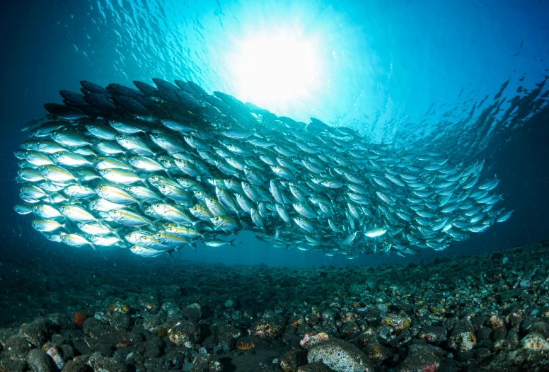 a large school of fish swimming in the ocean, a photo, by Scott Samuel Summers, slide show, indonesia, lots of sunlight, multiple stories