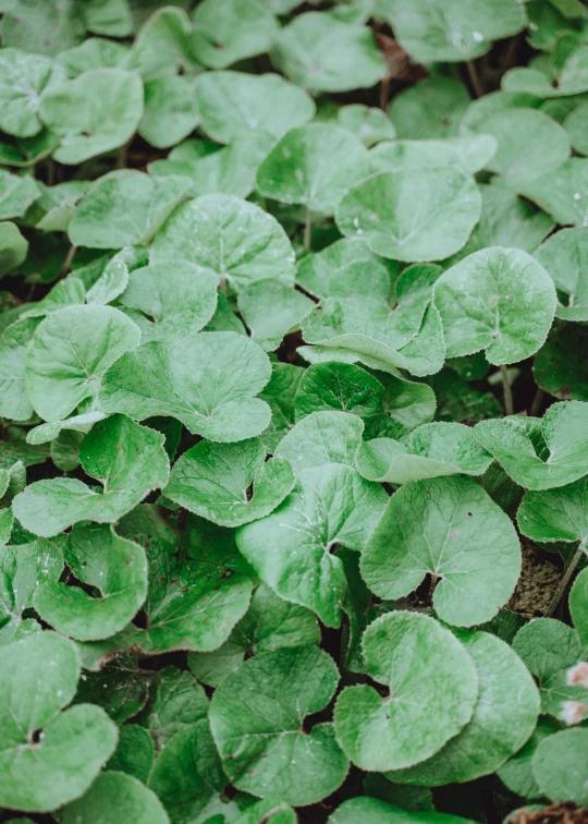 a close up of a bunch of green plants, unsplash, background full of lucky clovers, 2 5 mm portra, “organic, salad