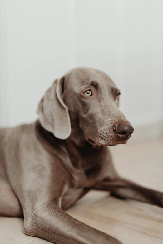 a dog that is laying down on the floor, a picture, by Jan Tengnagel, unsplash, photorealism, flat grey color, a bald, floppy ears, smooth face feature