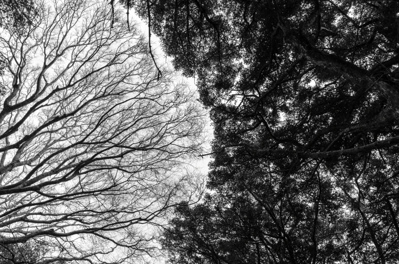 a black and white photo of trees with no leaves, a black and white photo, by Shinji Aramaki, unsplash, sōsaku hanga, as seen from the canopy, low angle!!!!, cosmology of kyoto landscape, leaves twigs wood