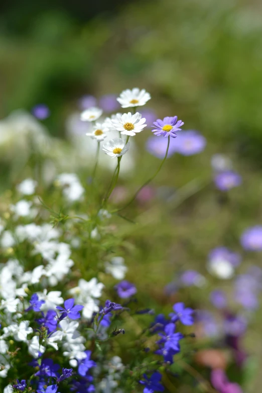 a bunch of flowers sitting on top of a lush green field, by Aileen Eagleton, naturalism, natural mini gardens, white and purple, chamomile, mediumslateblue flowers