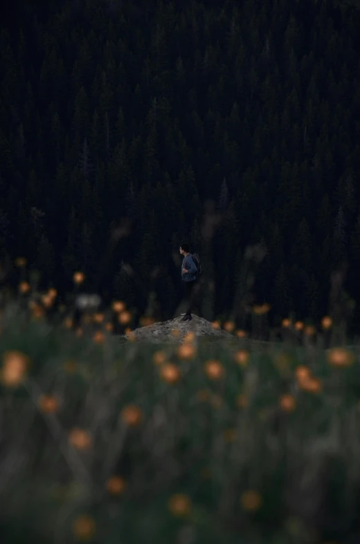 a person standing in the middle of a field of flowers, out in the dark, hiking in rocky mountain, dark grey and orange colours, view(full body + zoomed out)